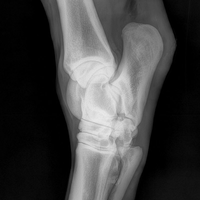 hock radiograph