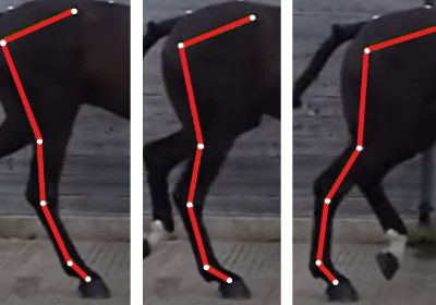 Horse motion capture