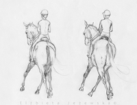 Horse Spinal Rotation and Rider Asymmetry